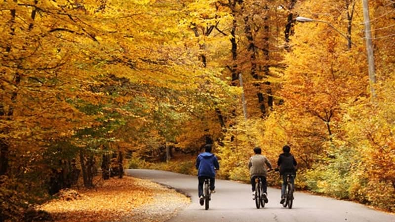 alale park in fall with astonish trees amazing road for bike near gorgan